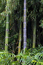 Guadua Bamboo (Guadua angustifolia), botanical garden, Costa Rica