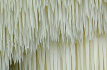 Bearded tooth fungus detail {Hericium erinaceus} Belgium