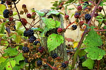 Blackberries ripening on Bramble bush (Rubus plicatus) La Brenne, France