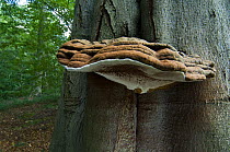 Artist's fungus, bracket fungus {Ganoderma applanatum / lipsiense} growing on Beech tree, Belgium