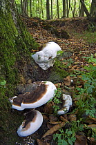 Artist's fungus, bracket fungus {Ganoderma applanatum / Ganoderma lipsiense} growing on beech tree, Belgium