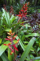 Flowering Bromeliad (Bromeliaceae), botanical garden, Costa Rica