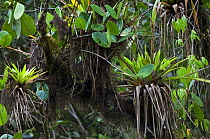 Epiphytic Bromeliads (Bromeliaceae) in canopy, Tapanti NP, Costa Rica