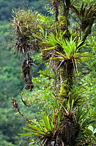 Epiphytic bromeliads (Bromeliaceae) in canopy, Tapanti NP, Costa Rica