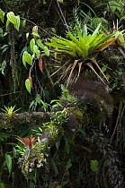 Epiphytic bromeliad (Bromeliaceae) in canopy, Tapanti NP, Costa Rica
