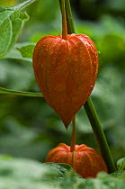 Chinese Lantern or Bladder-cherry (Physalis alkekengi) garden,  Belgium, naturally occurs in Japan