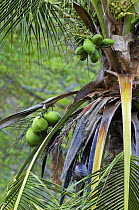 Coconuts on Coconut palm tree {Cocos nucifera}, Manuel Antonio NP, Costa Rica