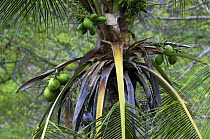 Coconuts on Coconut palm tree {Cocos nucifera}, Manuel Antonio NP, Costa Rica