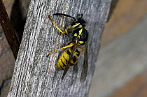 Common wasp {Vespula vulgaris} scraping wood for nest, Belgium