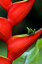 Close up of flower of {Heliconia orthotricha} botanical garden, Costa Rica