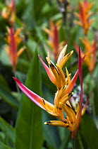 Flowers of {Heliconia psittacorum} botanical garden, Costa Rica