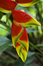 Close up of flower of {Heliconia rostrata} botanical garden, Costa Rica