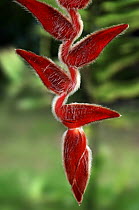 Flower of {Heliconia vellerigeri} botanical garden, Costa Rica