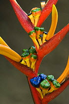 Close up of Heliconia flower {Heliconiaceae sp} showing stigma, Carara NP, Costa Rica