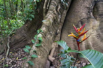 Heliconia flower {Heliconiaceae sp} growing at base of large tree trunk, Carara NP, Costa Rica