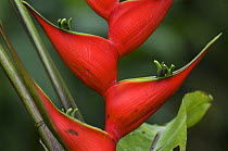 Heliconia flower {Heliconia orthotricha} botanical garden, Costa Rica