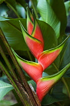 Heliconia flower {Heliconia stricta} botanical garden, Costa Rica