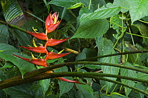 Heliconia flower {Heliconia lankesteri} botanical garden, Costa Rica