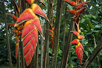 Heliconia flowers {Heliconia pogonantha} botanical garden, Costa Rica