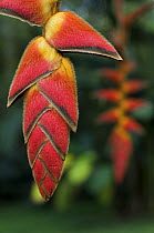 Heliconia flower {Heliconia pogonantha} botanical garden, Costa Rica