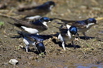 House martins (Delichon urbicum) collecting mud for building their nests, Extremadura, Spain