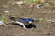 House martin (Delichon urbicum) collecting mud for building their nests, Extremadura, Spain