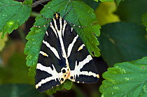 Jersey Tiger moth (Euplagia quadripunctaria), La Brenne, France