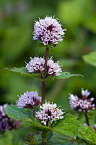Peppermint in flower {Mentha x piperita} Belgium