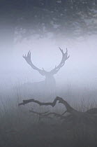 Red Deer stag {Cervus elaphus} resting in the fog, Jaegersborg, Denmark