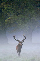Red deer stag {Cervus elaphus} in the mist, Jaegersborg, Denmark