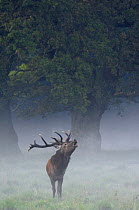 Red deer stag {Cervus elaphus} calling in the mist, Jaegersborg, Denmark