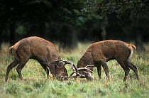 Red deer stags fighting during rut (Cervus elaphus), Jaegersborg, Denmark