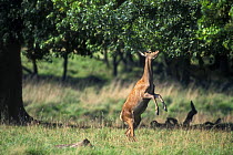 Red deer hind standing on hind legs to browse on Oak tree {Cervus elaphus}, Jaegersborg, Denmark