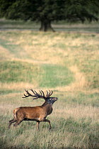 Red deer stag trotting in rut {Cervus elaphus} Dyrehaven, Denmark
