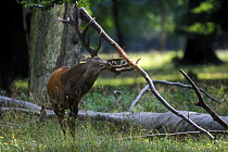 Red deer stag {Cervus elaphus} trashing large branch with its antlers during rut, Jaegersborg, Denmark