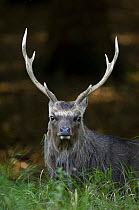 Sika deer stag {Cervus nippon} portrait in autumn, Jaegersborg, Denmark