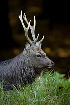 Sika deer stag {Cervus nippon} profile in autumn, Jaegersborg, Denmark