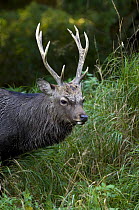 Sika deer stag {Cervus nippon} Jaegersborg, Denmark