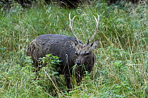 Sika deer stag {Cervus nippon} grazing, Jaegersborg, Denmark