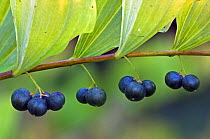 Common Solomon's Seal berries (Polygonatum multiflorum)  Belgium