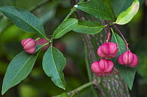 Spindle tree in flower {Euonymus europaeus} France