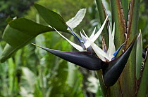 White Bird of Paradise flower (Strelitzia nicolai), botanical garden, Costa Rica, naturally occurs in South Africa