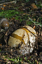 Stinkhorn fungus at egg stage {Phallus impudicus} called devil's or witches egg, Belgium
