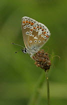 Brown Argus (Aricia agestis) with wings closed at rest, Derbyshire, uk