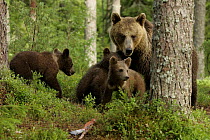 Brown Bear mother and cubs (Ursus arctos), behind tree, Finland
