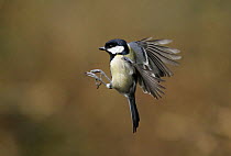 Great Tit (Parus major) about to land, Yorkshire, uk