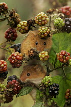 Pair of Harvest Mice (Micromys minutis) among Blackberries, Yorkshire, uk Captive.