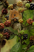 Harvest Mouse (Micromys minutis) among Blackberries, Yorkshire, uk Captive.