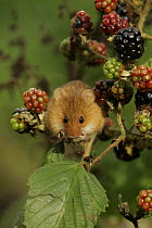 Harvest Mouse (Micromys minutis) feeding on Blackberries, Yorkshire, uk Captive.