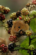 Harvest Mouse (Micromys minutis) among Blackberries, Yorkshire, uk Captive.